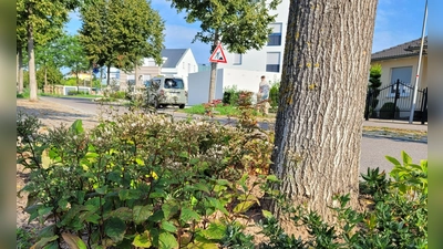 So kann eine gepflegte Baumscheibe aussehen. Sie wird von einer Privatperson an der Pommernstraße in Bad Windsheim gestaltet und regelmäßig gegossen. (Foto: Nina Daebel)