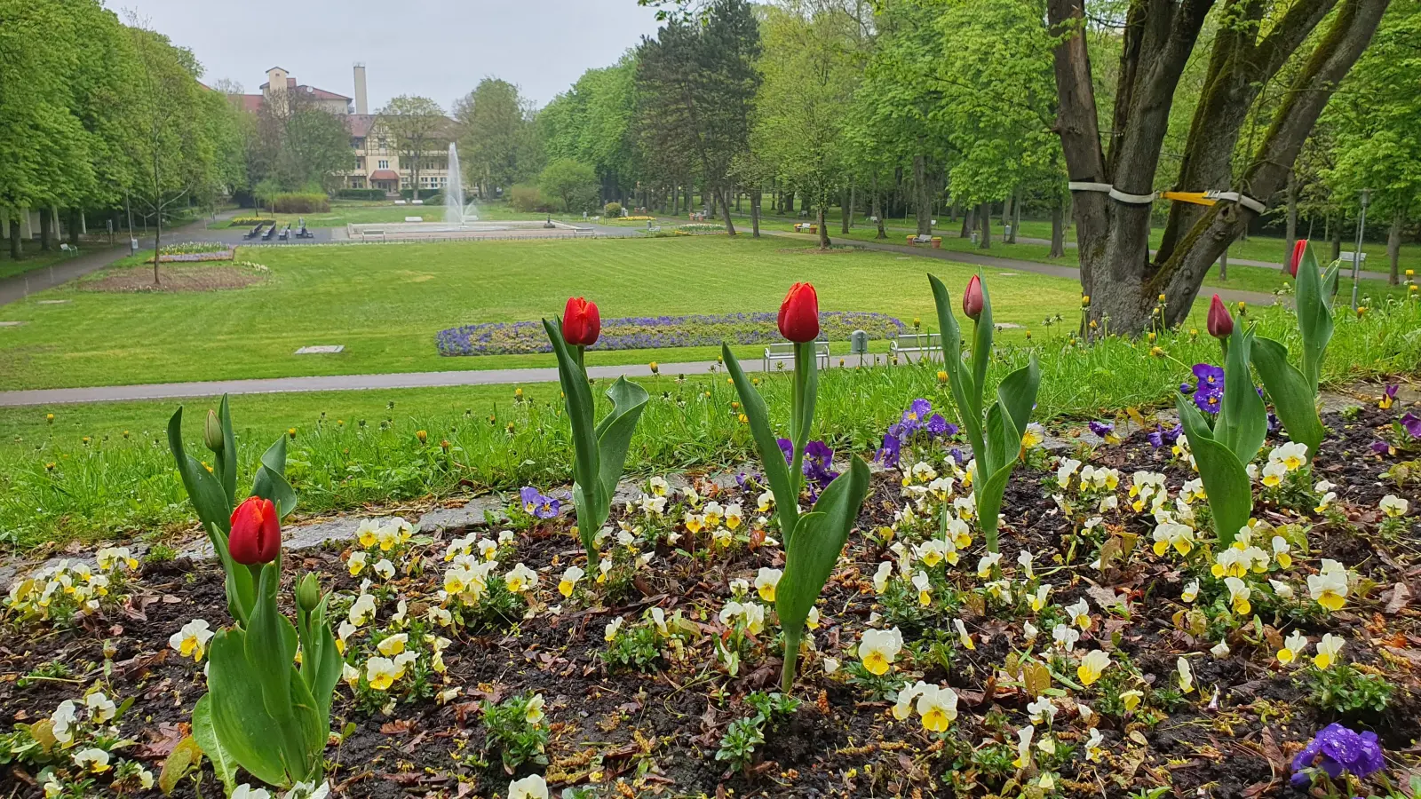 Der Kurpark soll einer der Schauplätze für die Landesgartenschau 2027 werden. (Foto: Anna Franck)