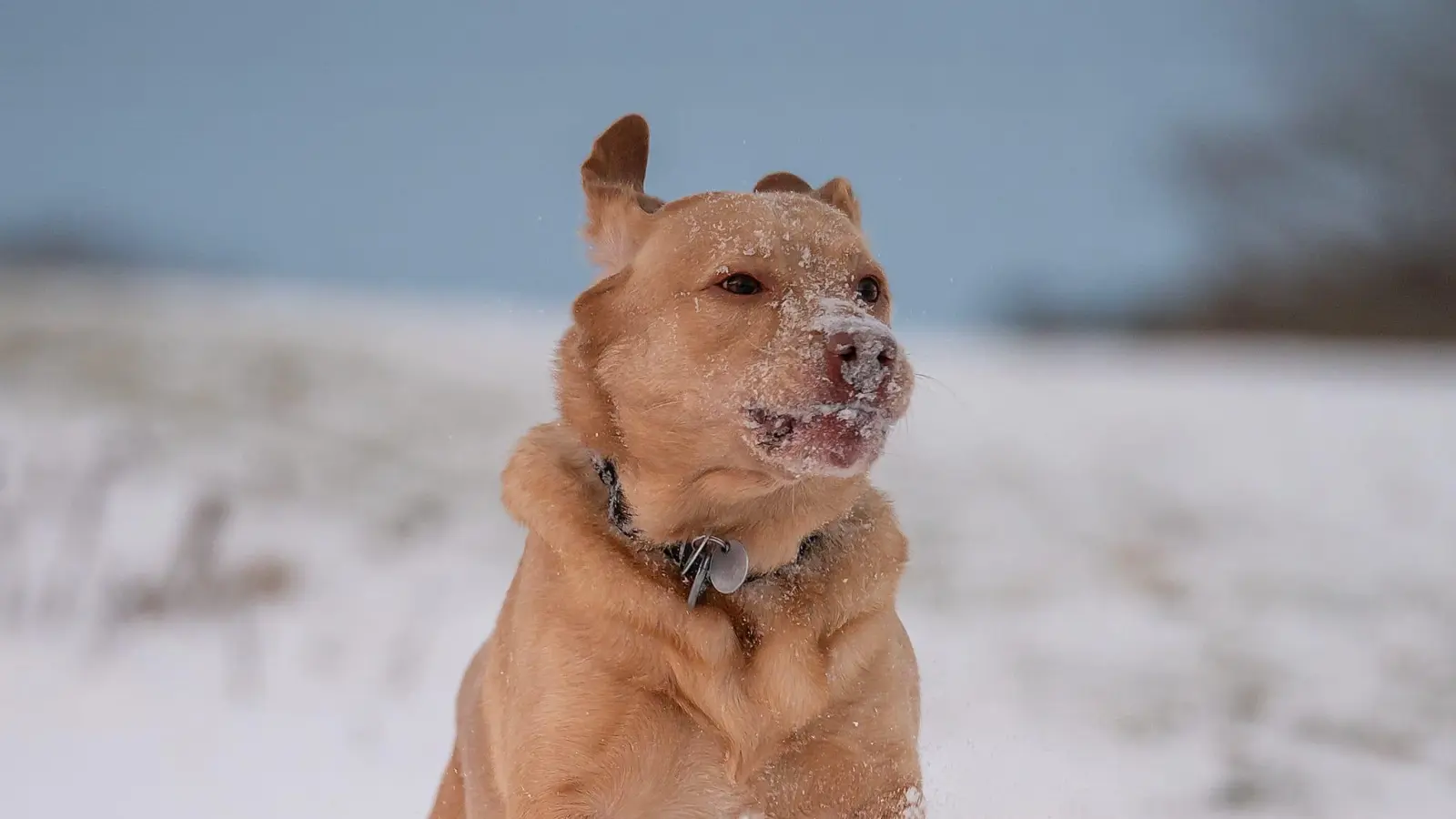 Ins weiße Glück stürzt sich Sam mit vollem Karacho.  (Foto: Mirko Fryska)