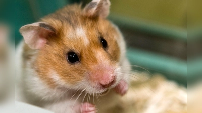 Sie sind vor allem für ihren Niedlichkeitsfaktor bekannt - Kuscheltiere sind Hamster aber nicht. (Foto: Jens Schierenbeck/dpa-tmn)