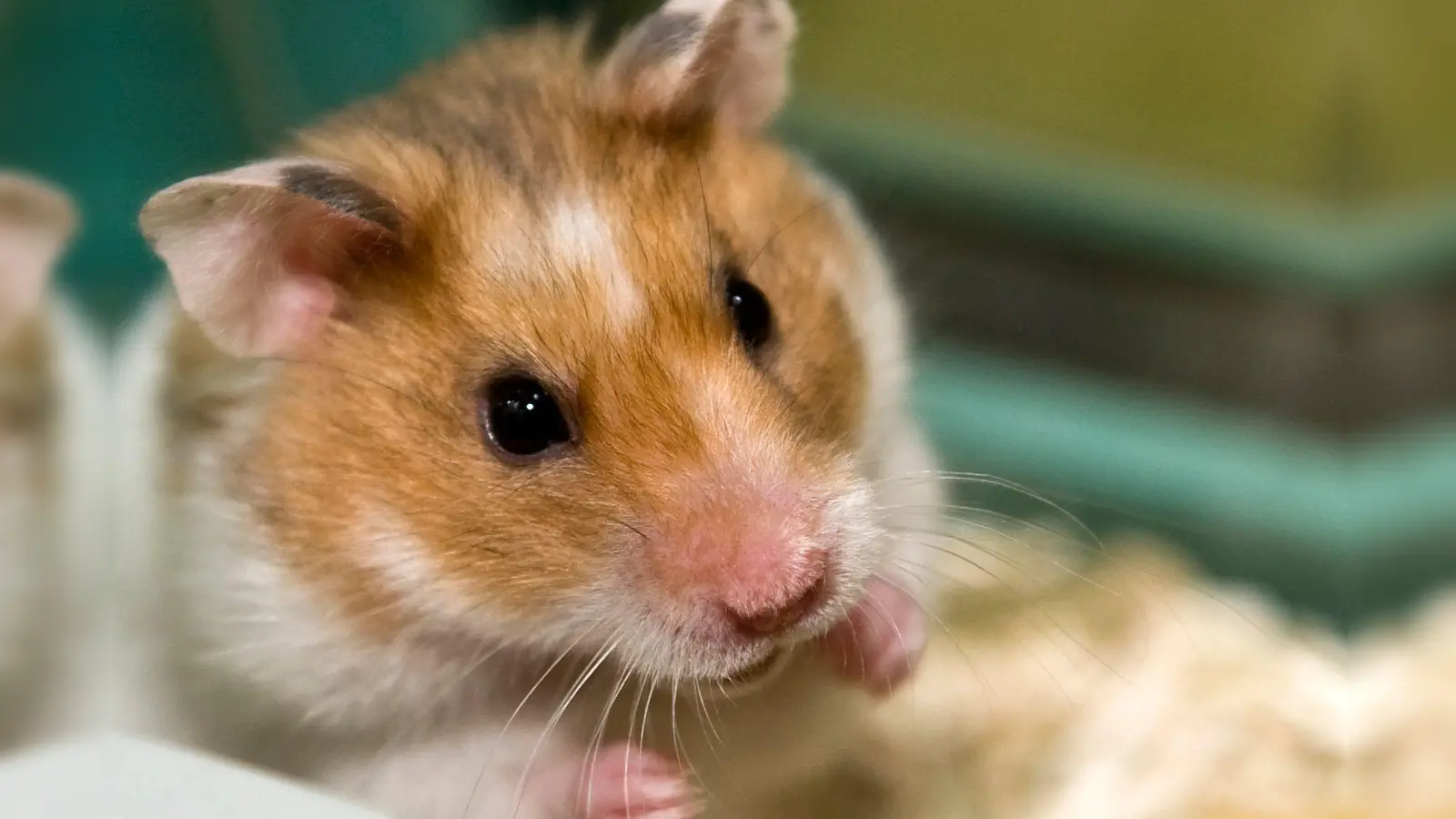 Sie sind vor allem für ihren Niedlichkeitsfaktor bekannt - Kuscheltiere sind Hamster aber nicht. (Foto: Jens Schierenbeck/dpa-tmn)