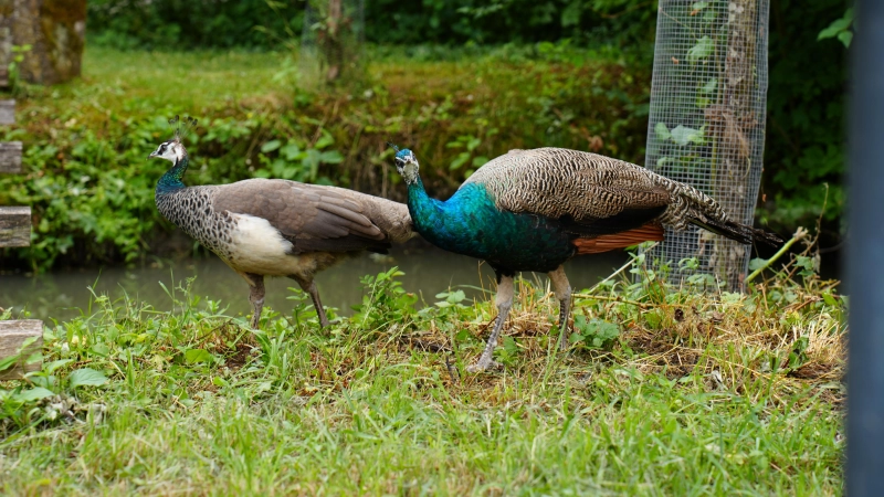 Die beiden Pfauen auf Tour im heimischen Terrain. (Foto: Lisa Baluschek/Fränkisches Freilandmuseum)
