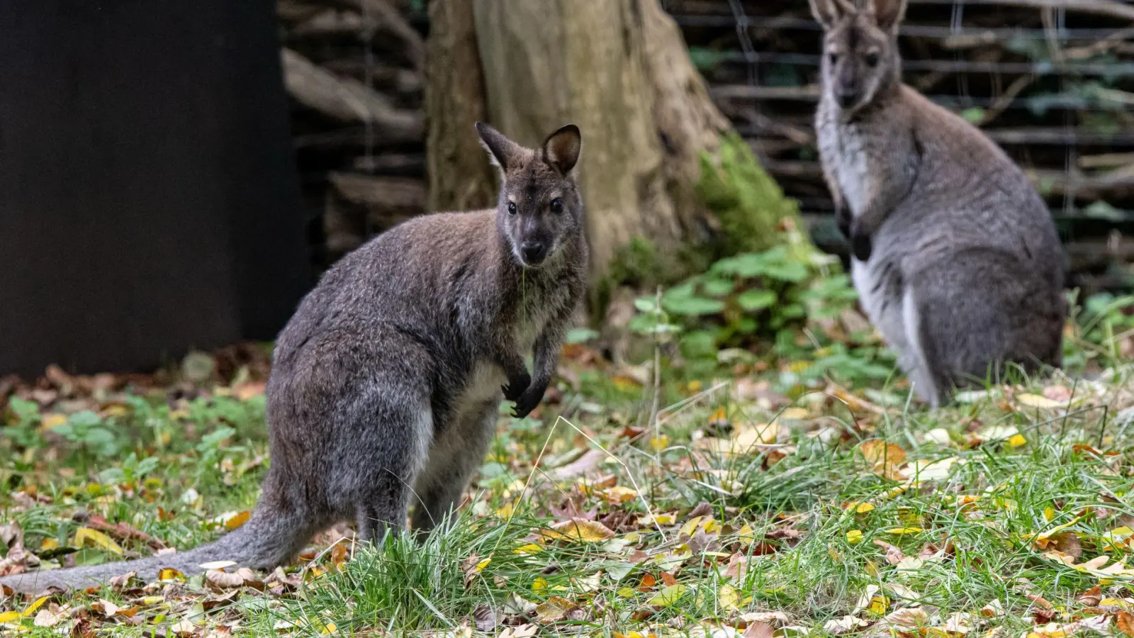Kängurus sind beliebte Tiere. (Archivbild) (Foto: Fabian Sommer/dpa)