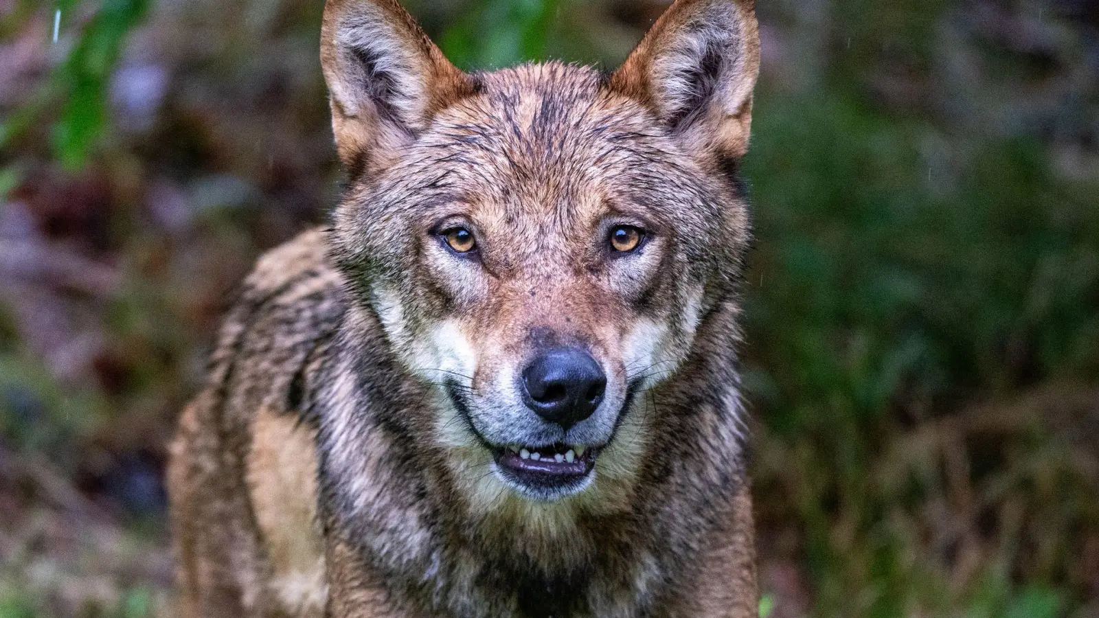 Ein zum Abschuss freigegebener Problemwolf hat in den Niederlanden nach Überzeugung der Behörden ein Kind angegriffen und weggeschleift (Symbolbild). (Foto: Armin Weigel/dpa)