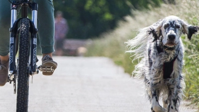 Die Kommandos sitzen? Dann darf der Hund gern ohne Leine neben dem Rad herlaufen. (Foto: Frank Rumpenhorst/dpa-tmn/dpa)