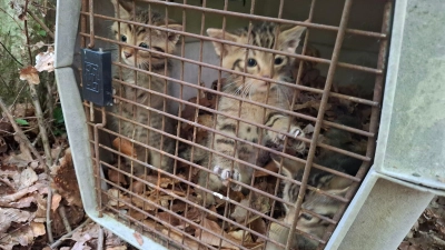 Auch wenn es zunächst so wirkt - das sind keine kleinen Hauskatzen. Sondern Wildkatzen. (Foto: Struck/LRA Bamberg/dpa)
