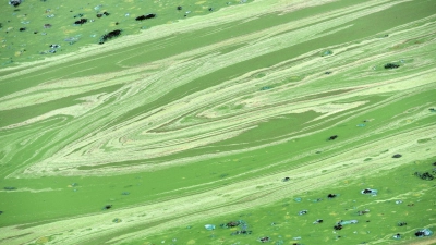 In Niederbayern erhärtet sich in der Region der Verdacht auf Blaualgen in der Donau. (Symbolbild) (Foto: Uwe Zucchi/dpa)