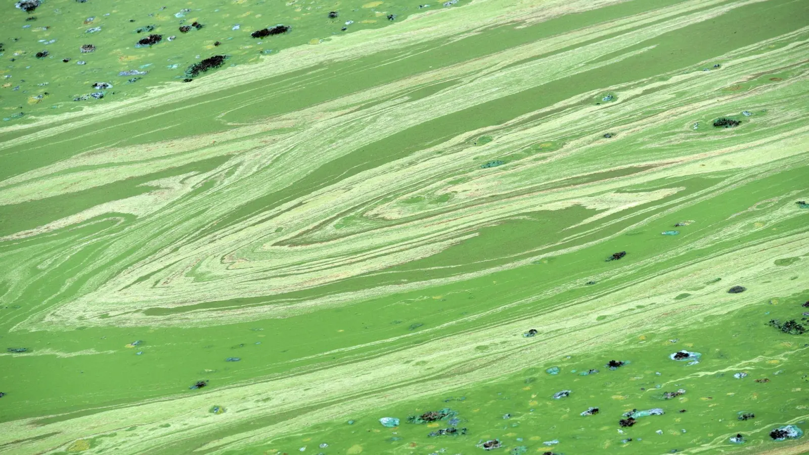 In Niederbayern erhärtet sich in der Region der Verdacht auf Blaualgen in der Donau. (Symbolbild) (Foto: Uwe Zucchi/dpa)