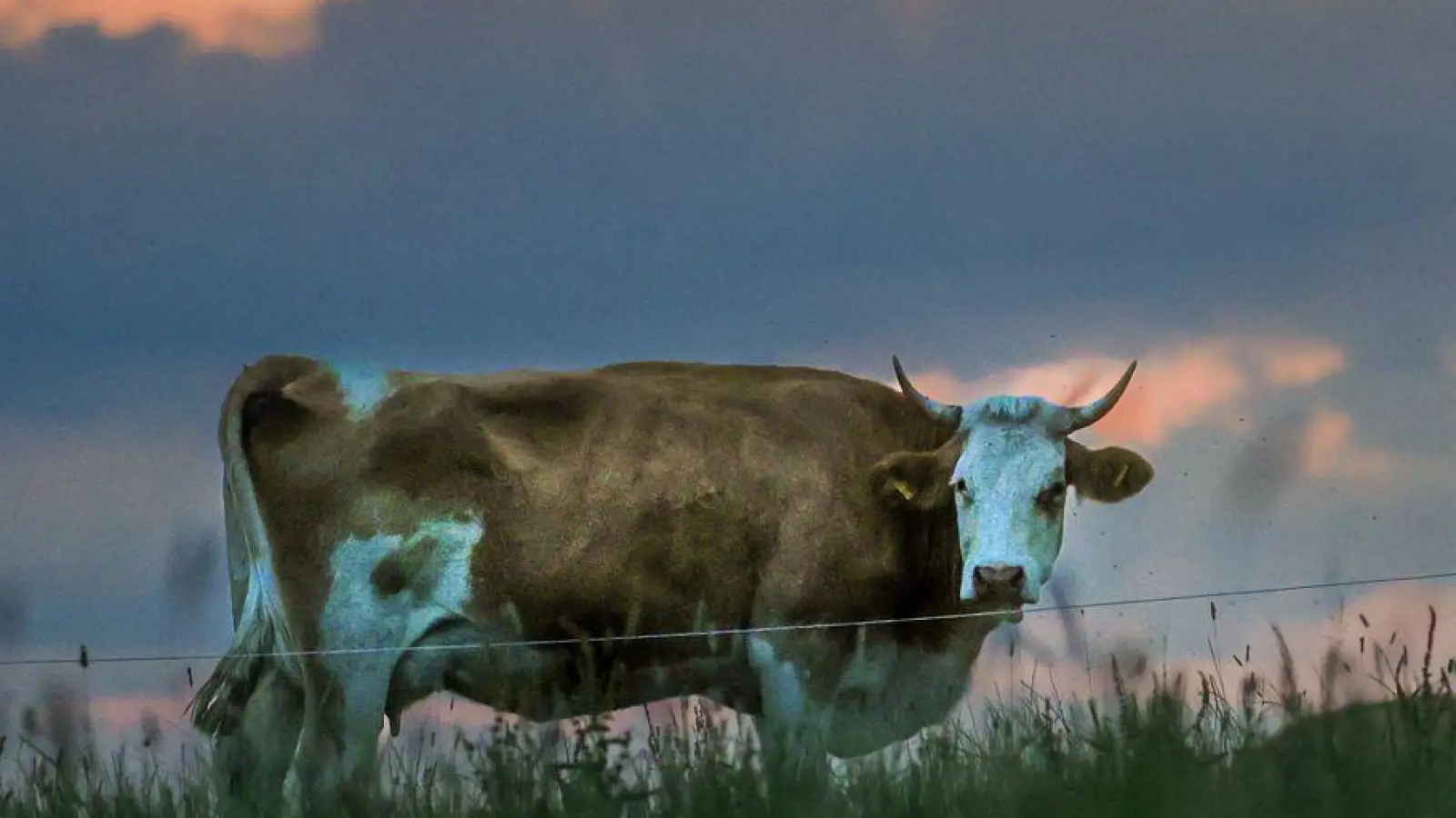 Die Frau war auf einem Spaziergang, als die Kuh sie angriff. (Symbolbild) (Foto: Thomas Warnack/dpa)