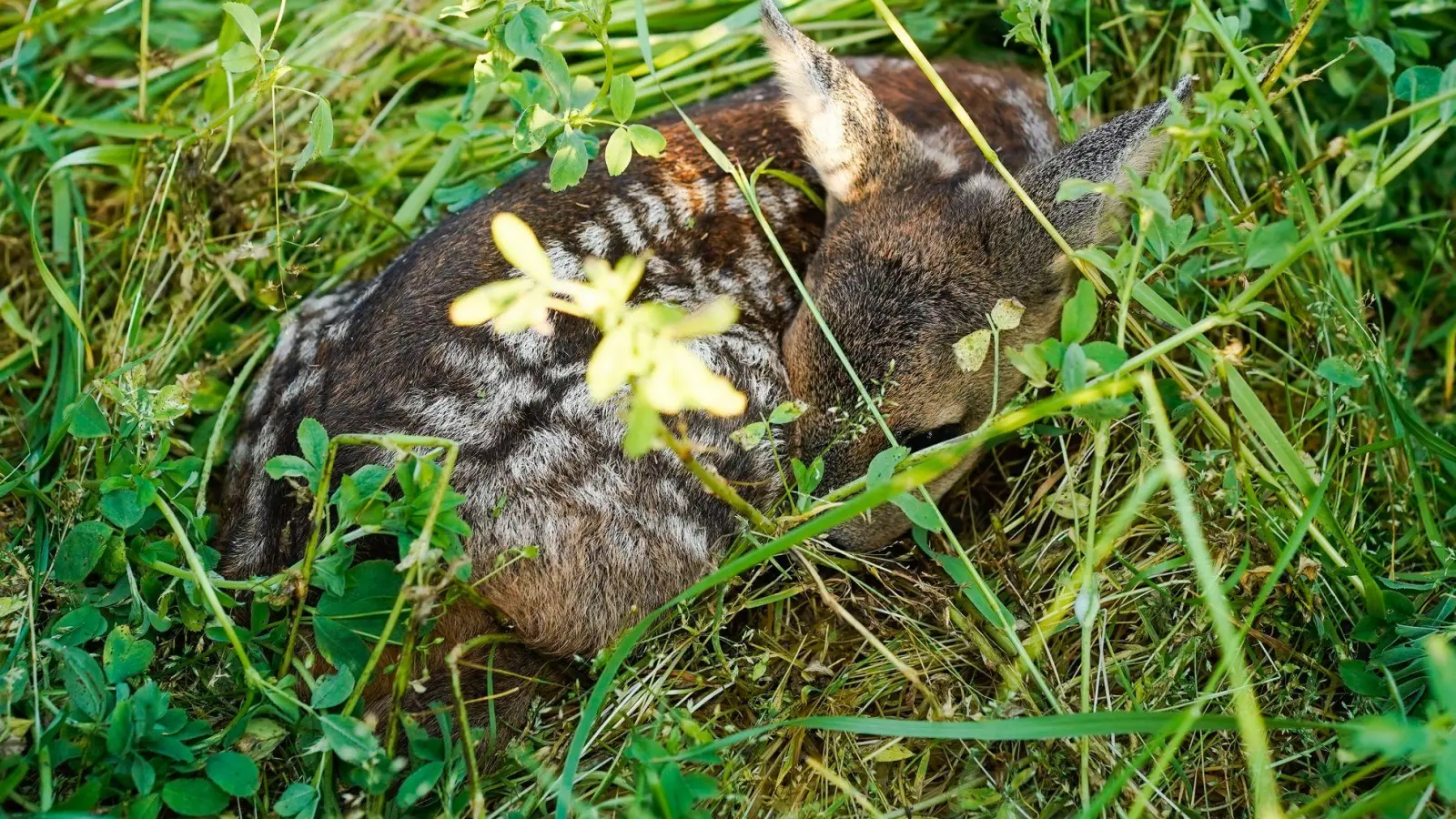 Wer ein Rehkitz findet, sollte es nicht anfassen und Fachleute kontaktieren. (Symbolbild) (Foto: Uwe Anspach/dpa)