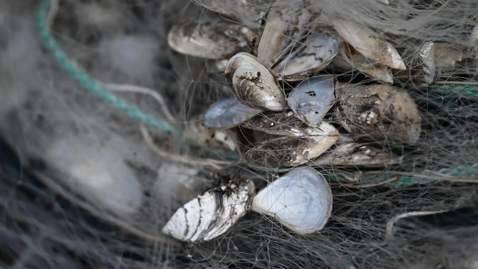 Quagga-Muscheln sind nun auch im Starnberger See nachgewiesen worden. (Archivfoto) (Foto: Felix Kästle/dpa)