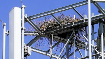 Auf dem Funkmast am südlichen Ortsrand hat der Storch aus zahlreichen Ästen und Zweigen sein Nest gebaut. (Foto: Simone Hedler)