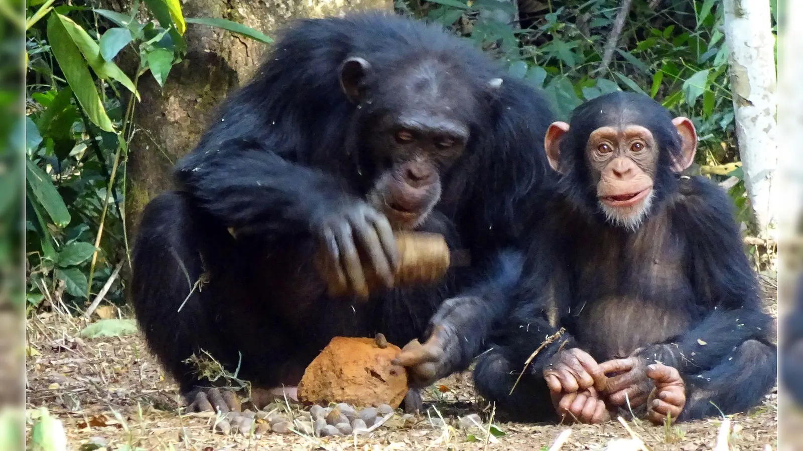 Das erwachsene Schimpansenweibchen Fanle (l) beim Knacken einer Ölpalmennuss mit einem Steinhammer und einem Amboss. Daneben ihr Sohn Flanle. (Foto: Tetsuro Matsuzawa/Springer Nature/dpa)