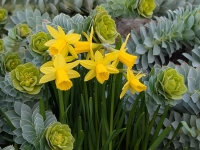 Gelb trifft frisches Grün - gesehen in Schweinsdorf (Foto: Werner Schmidt)