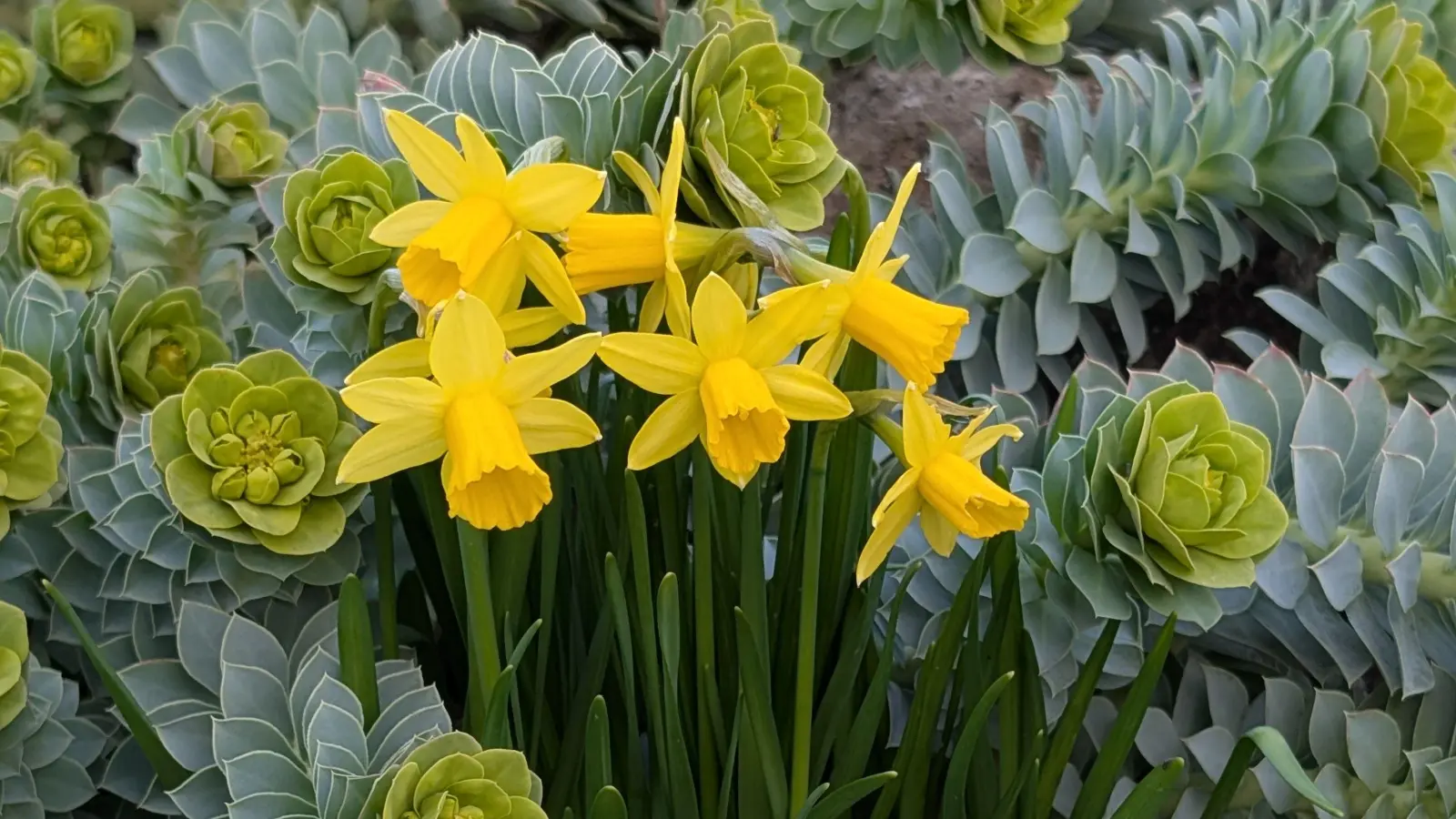 Gelb trifft frisches Grün - gesehen in Schweinsdorf (Foto: Werner Schmidt)