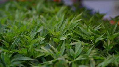 Mehrere Cannabis-Pflanzen werden auf der Cannabis-Messe Mary Jane ausgestellt. (zu dpa: «Männer wollen mit 400 Cannabis-Pflanzen über die Grenze») (Foto: Michael Brandt)