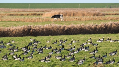 DIe Vogelgrippe hat sich weltweit ausgebreitet. (Archivbild) (Foto: Daniel Bockwoldt/dpa)