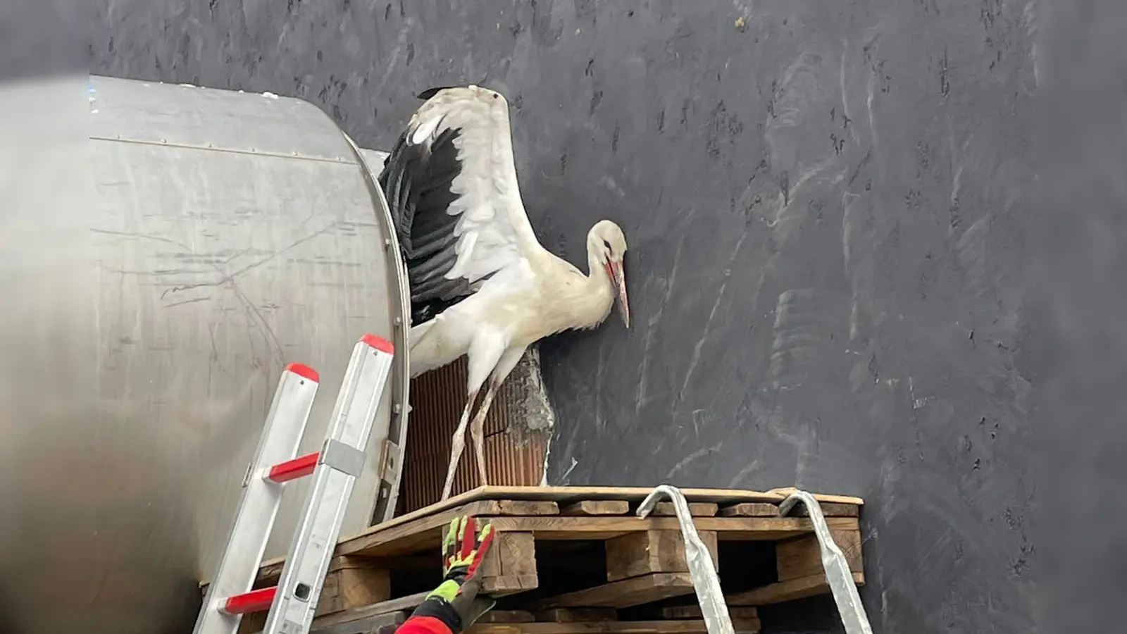 Der Erfolgsmoment: Nach mühsamer Vorarbeit der Feuerwehrkräfte entschied sich der Jungstorch dann doch - nach einiger Überzeugungsarbeit - für die Freiheit. (Foto: Feuerwehr Neuhof)