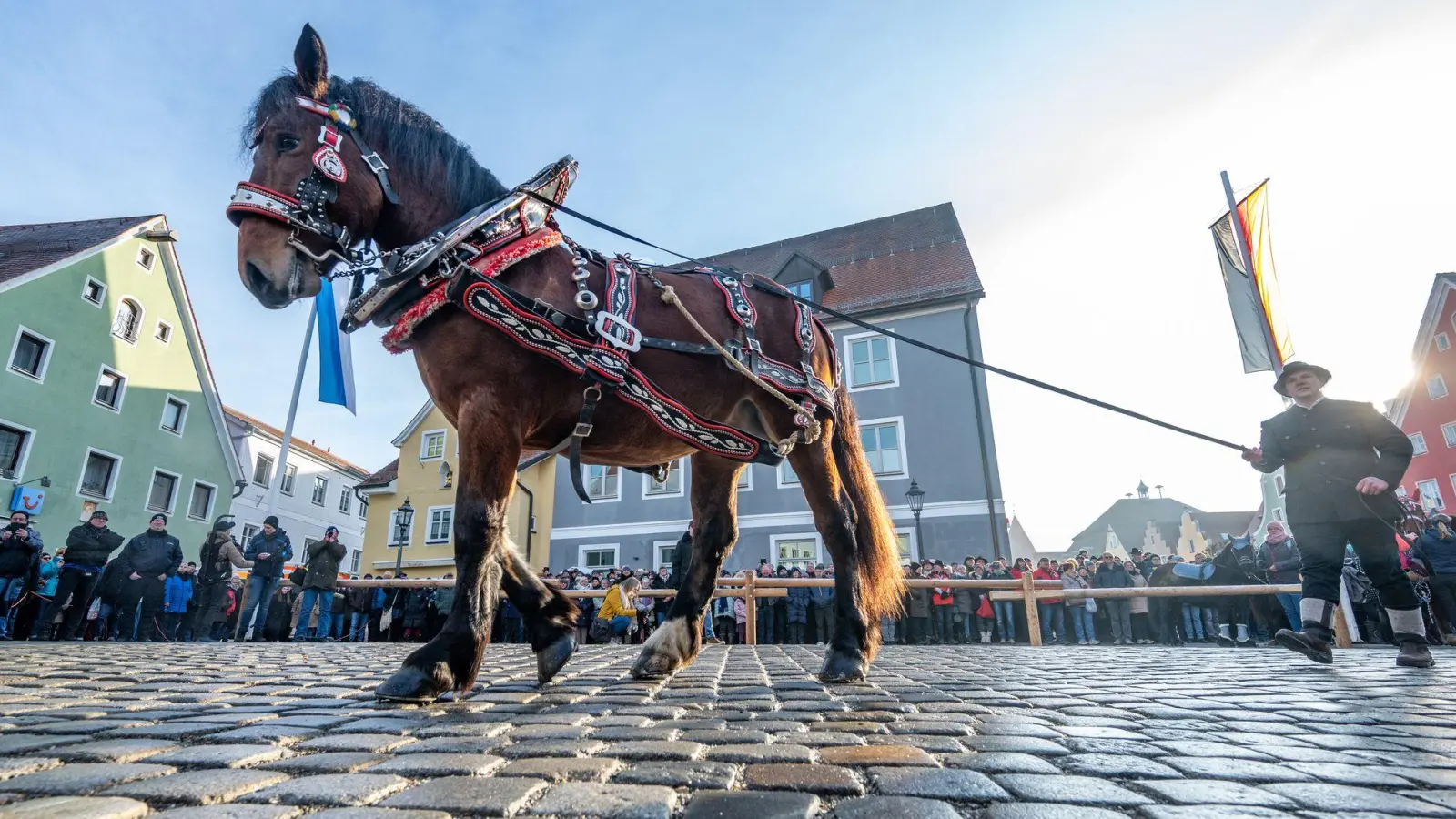 Pferde werden beim Berchinger Rossmarkt durch die Innenstadt geführt. Jedes Jahr kommen Tausende Besucher zu dem eintägigen Wintervolksfest, um prachtvoll geschmückte Pferde und Gespanne zu sehen. (Foto: Armin Weigel/dpa)