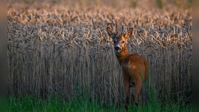 Ein Rehbock steht im letzten Tageslicht an einem Getreidefeld im Oderbruch im östlichen Brandenburg. (Foto: Patrick Pleul/dpa)