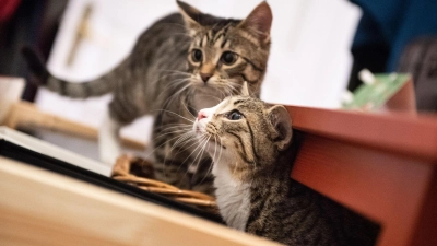 Katzengeschwister haben rund um die Uhr einen Artgenossen zum Spielen, Kuscheln und Putzen. (Foto: Franziska Gabbert/dpa-tmn)