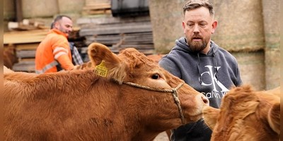 Ganz schön störrisch: Jens Rieker übt das Gehen am Strick mit einem der jüngeren Tiere.  (Foto: Simone Hedler)