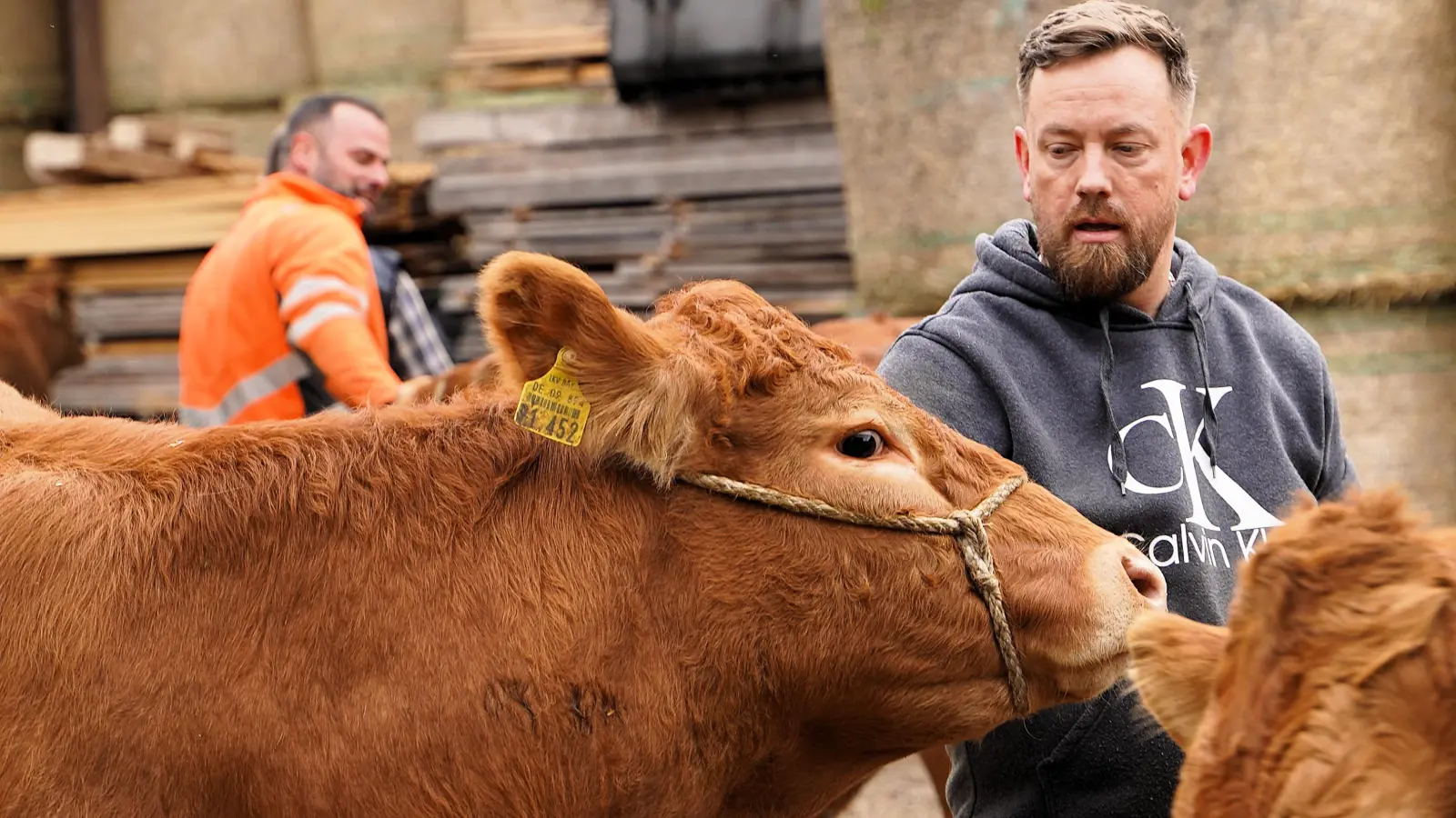 Ganz schön störrisch: Jens Rieker übt das Gehen am Strick mit einem der jüngeren Tiere.  (Foto: Simone Hedler)
