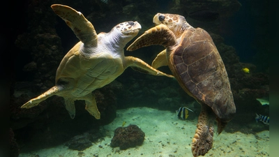 Unechte Karettschildkröten leben in fast allen gemäßigten und subtropischen Regionen des Atlantiks, Pazifiks und Indischen Ozeans sowie im Mittelmeer. (Archivbild) (Foto: picture alliance / dpa)