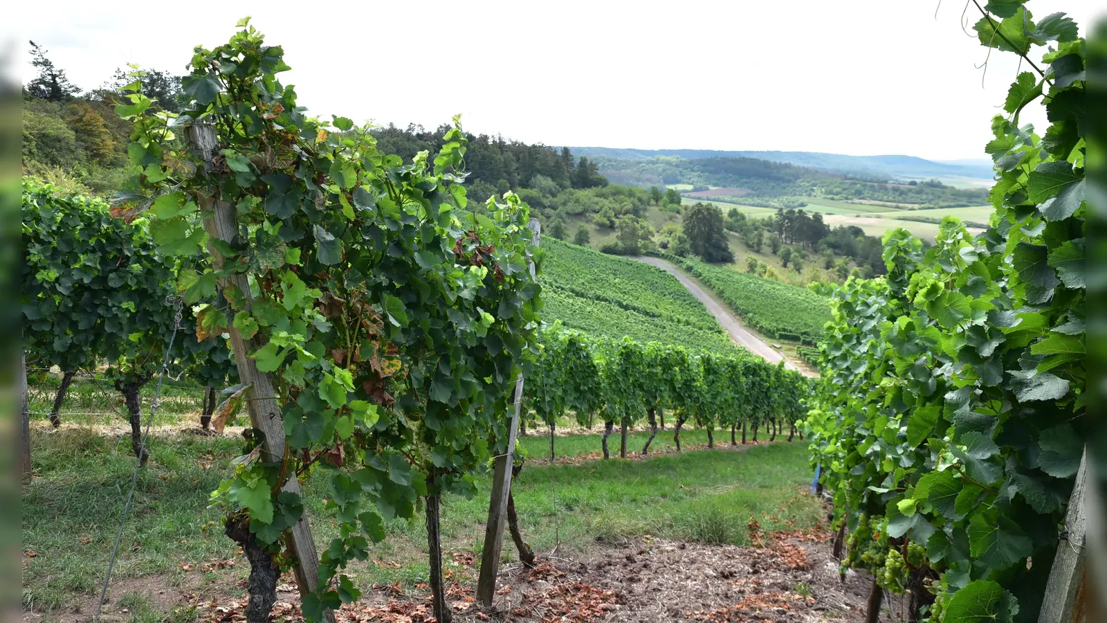 Auch Weinberge sind im Bereich des Naturparks zu finden. (Foto: Manfred Blendinger)