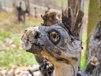 Ein Gesicht im Weinberg - gesehen bei Tauberzell (Foto: Anne und Sarah Meyer)