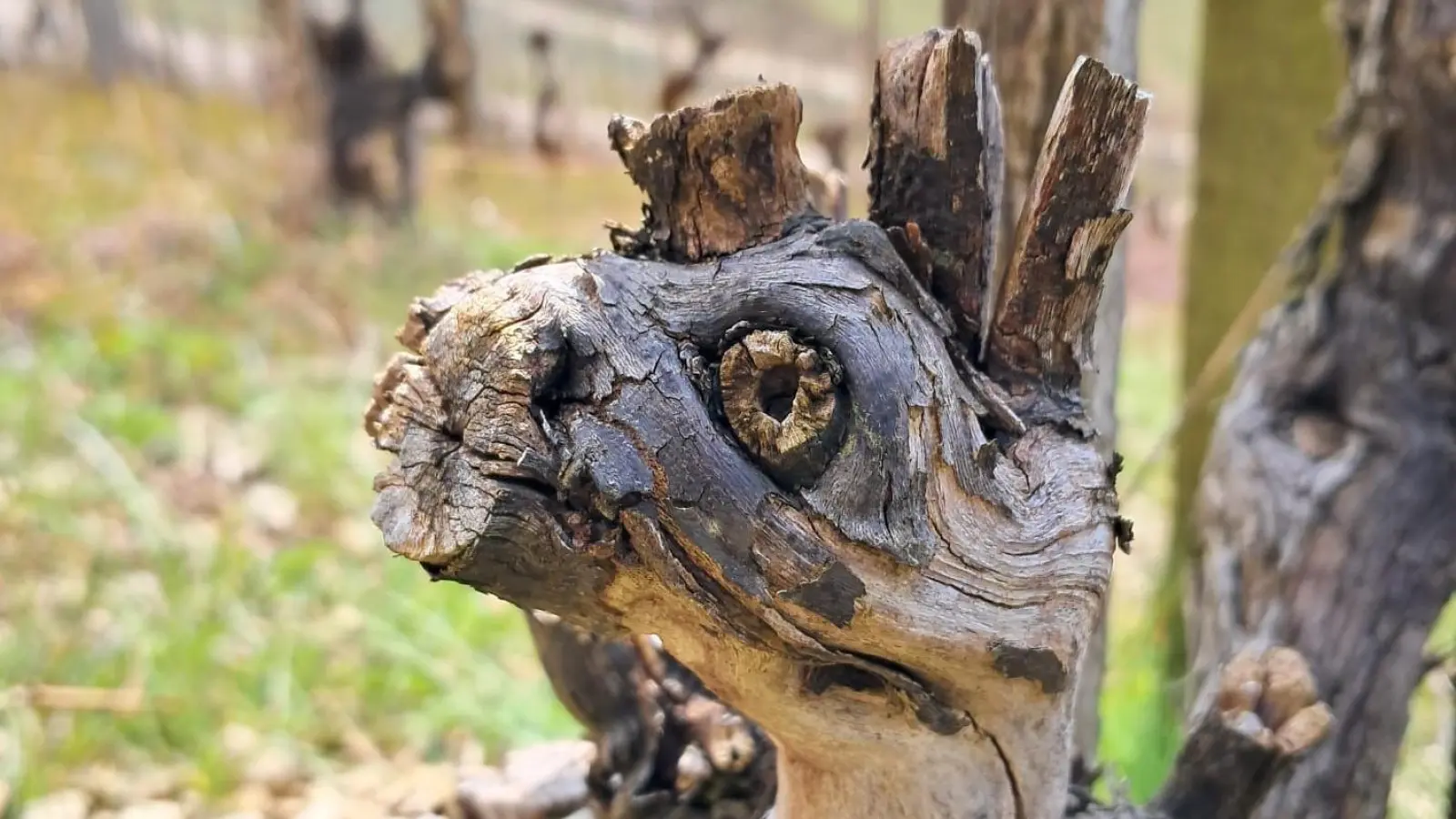 Ein Gesicht im Weinberg - gesehen bei Tauberzell (Foto: Anne und Sarah Meyer)