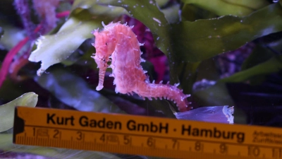 Ein Seepferdchen wird bei einer Bestandskontrolle im Tropen-Aquarium von Hagenbecks Tierpark vermessen. (Foto: Georg Wendt/dpa)
