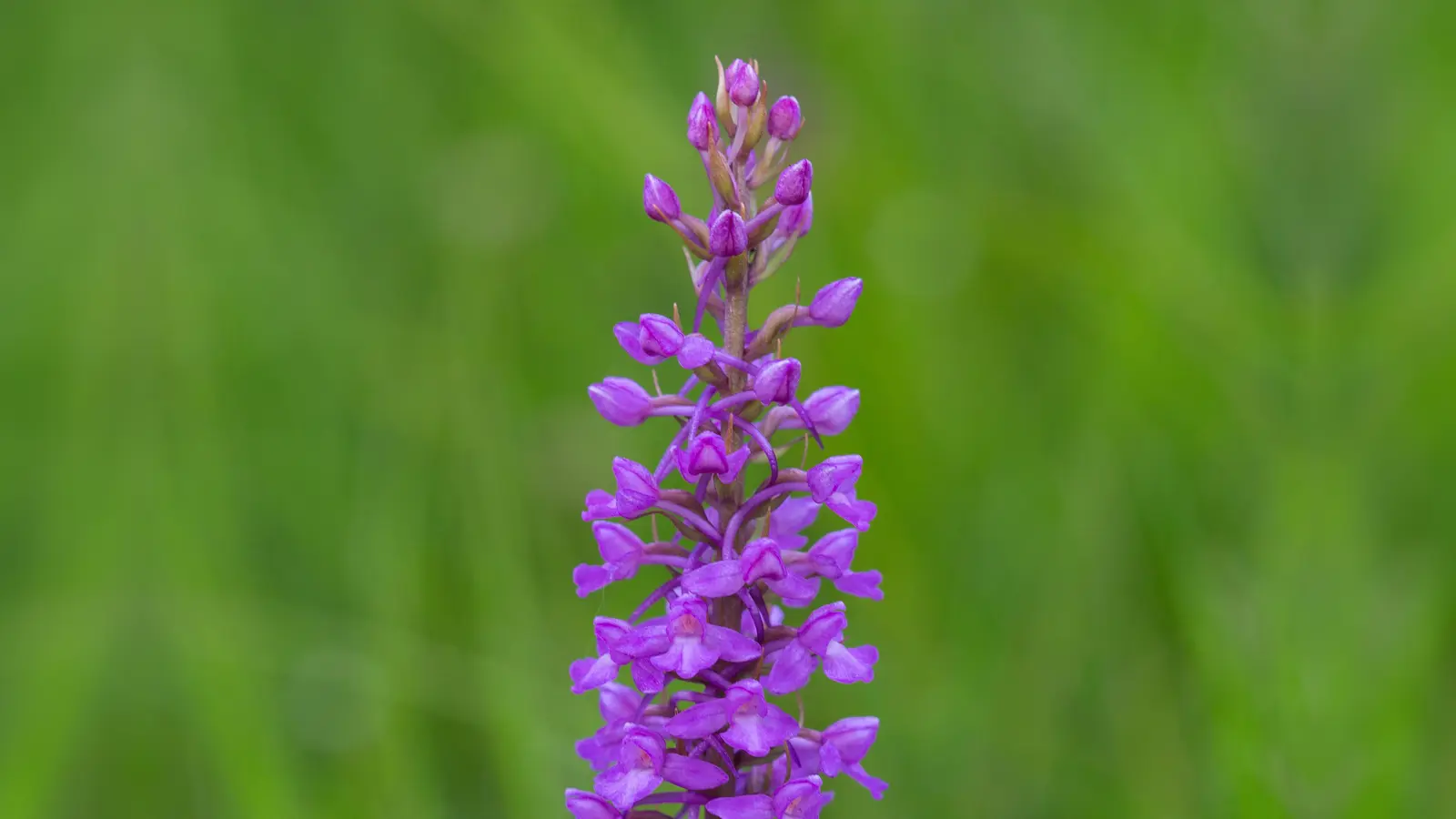 Von Mai bis August blüht die Mücken-Händelwurz. Ihre Blüten sind rosafarben bis dunkelpurpurrot. (Foto: LBV-Bildarchiv/Frank Derer)