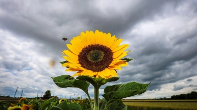 Sonnenblume leuchtet vor dunklen Wolken (Foto: Christoph Schmidt/dpa)