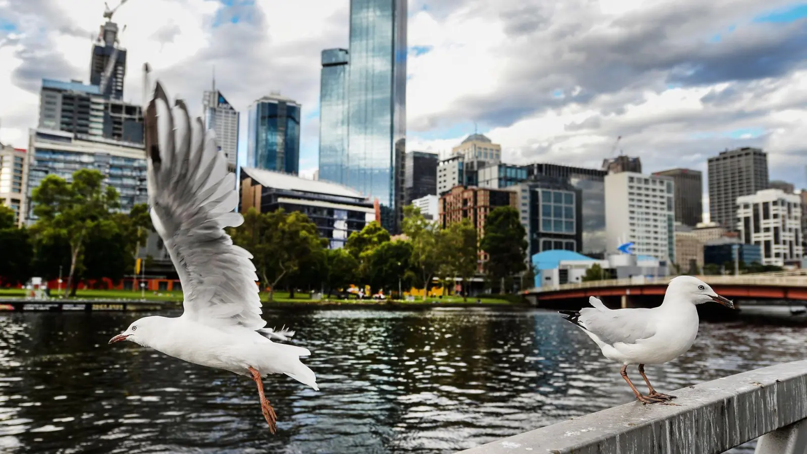 Seit mehreren Jahren grassiert die größte je dokumentierte Vogelgrippewelle. Nun fürchtet Australien um seine Tiere. (Archivbild) (Foto: picture alliance / Filip Singer/EPA/dpa)