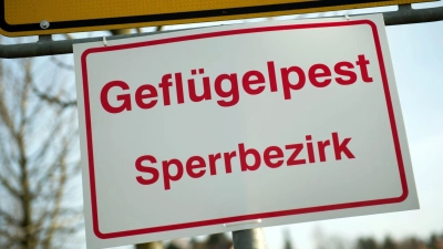 In Simbach sind in einem Geflügelbetrieb fast 3.000 Gänse an der Vogelgrippe verendet. Die Behörden haben eine Kontrollzone eingerichtet. (Symbolbild)  (Foto: Arno Burgi/dpa-Zentralbild/dpa)