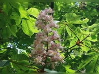 Kastanienblüte in mystischem Licht - gesehen in Baudenbach (Foto: Elke Oehler)