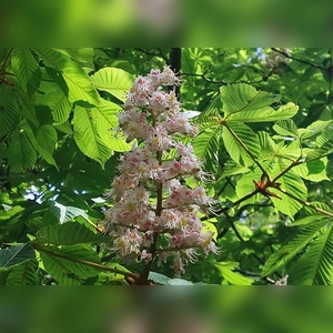 Kastanienblüte in mystischem Licht - gesehen in Baudenbach (Foto: Elke Oehler)