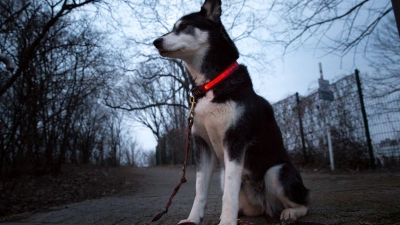 Ein leuchtendes Halsband kann dafür sorgen, dass man Hunde bei Dunkelheit besser sieht. (Foto: Florian Schuh/dpa-tmn)