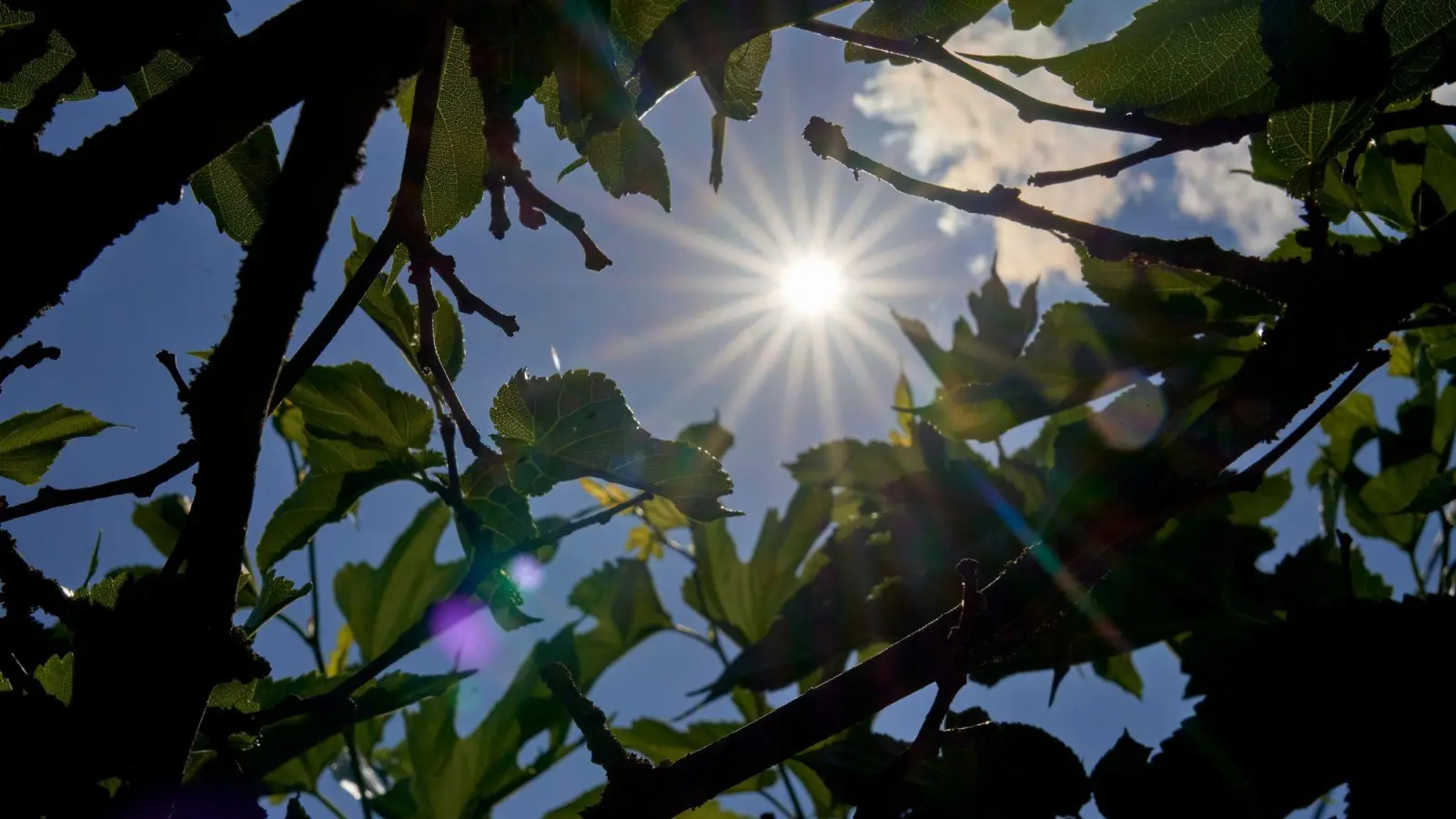 Über Temperaturen um die 30 Grad kann sich vor allem der Süden in den kommenden Tagen freuen. (Archivbild) (Foto: Sascha Ditscher/dpa)