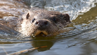 Nach einem Beschluss des Verwaltungsgerichts Bayreuth bleibt die Tötung der streng geschützten Fischotter in Ausnahmefällen möglich. (Archivbild) (Foto: Bernd Weißbrod/dpa)