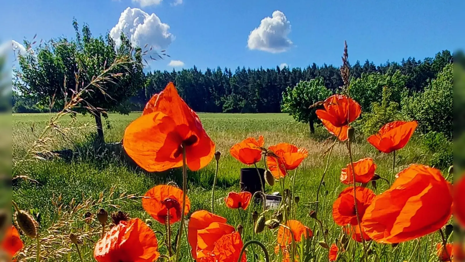 Platz 8: Knallbuntes am Karweg bei Leutershausen. (77 Votes) (Foto: Herta Mattes)