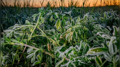 Frostiges Wetter in Brandenburg (Foto: Patrick Pleul/dpa)