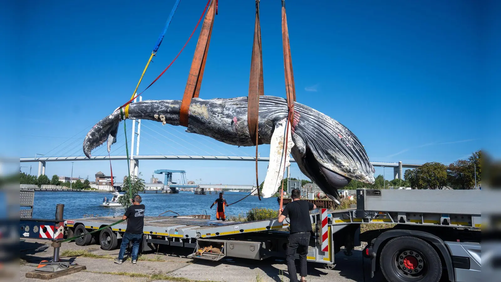 Der tote Wal vom Greifswalder Bodden wird aus dem Wasser geholt. (Foto: Stefan Sauer/dpa)