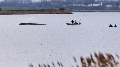 Um die Austrocknung der Haut zu verhindern, befeuchtet die Feuerwehr den Wal.  (Foto: Marcus Golejewski/dpa)