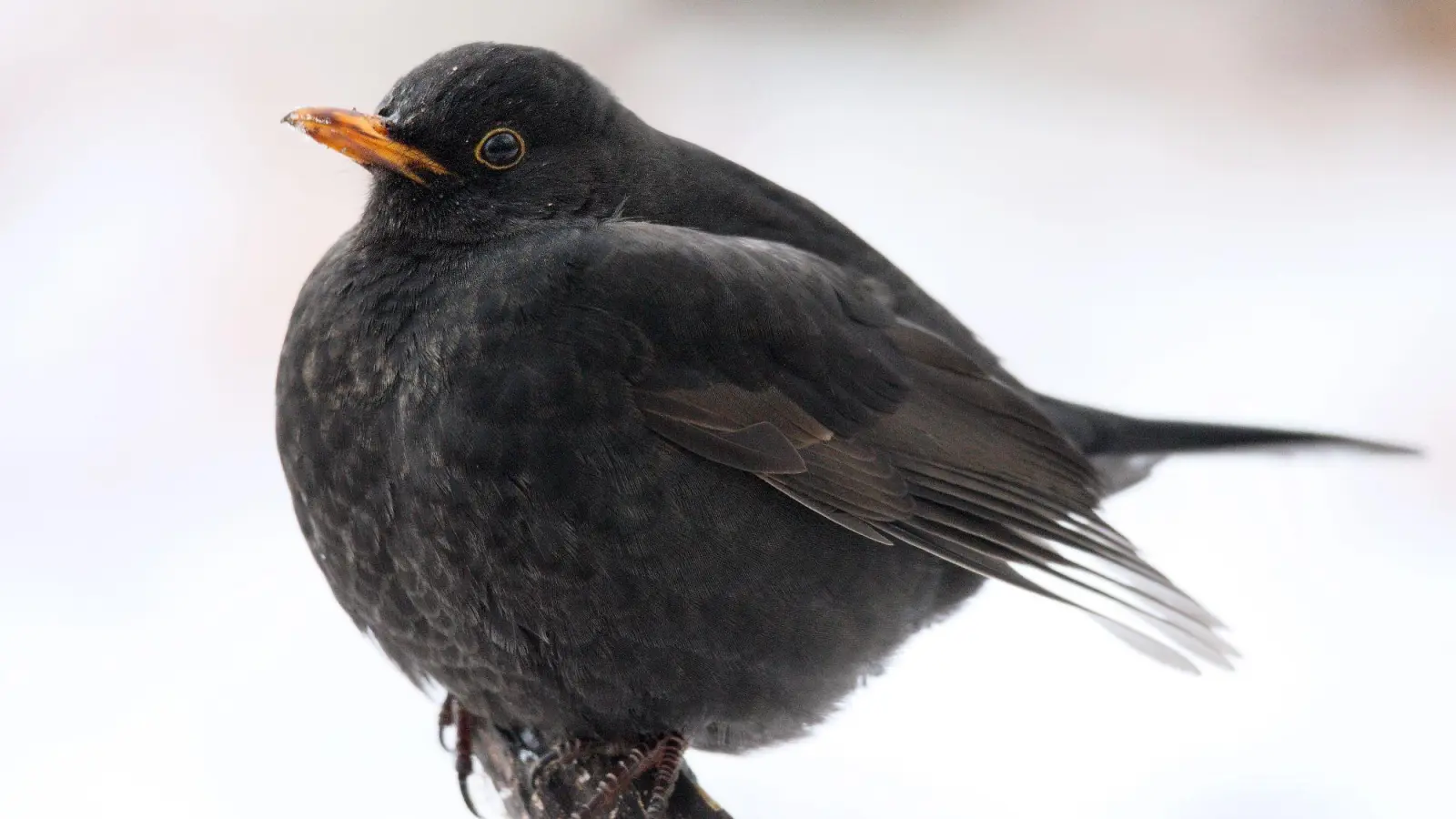 Die Amsel kann ihr Gefieder aufplustern, um sich vor der Kälte zu schützen. (Foto: Frank Derer, LBV Bildarchiv)