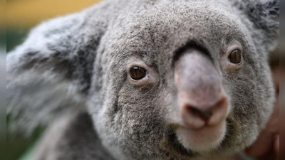Koalas gehören zu den ikonischsten Tieren Australiens. (Archivbild) (Foto: Robert Michael/dpa)