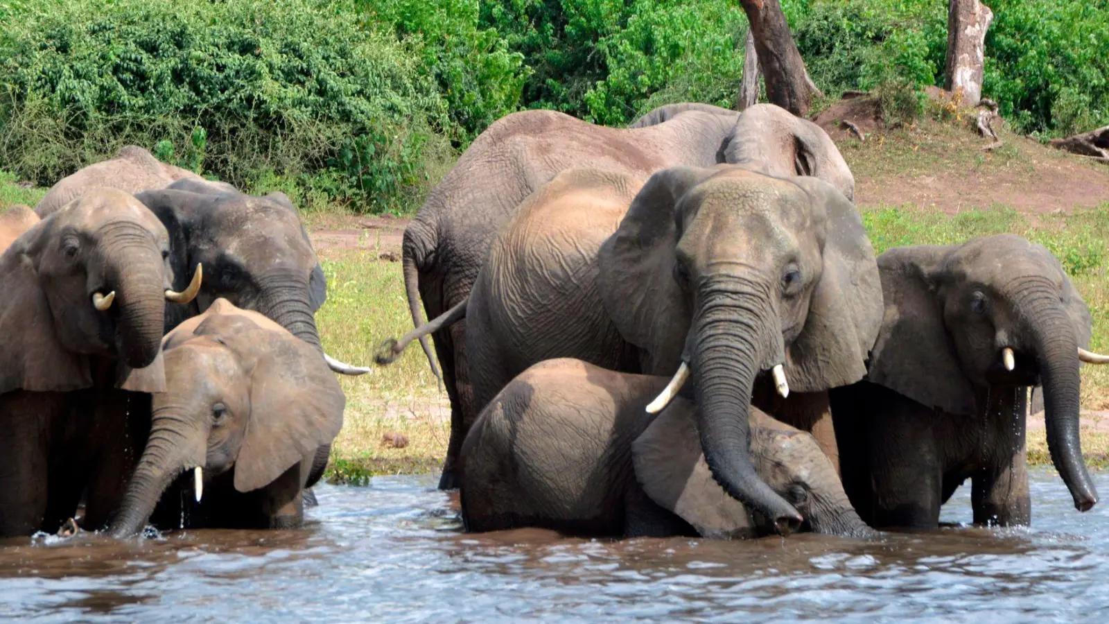 Eine Elefantenherde im Chobe-Nationalpark im Norden Botsuanas (Archivbild). (Foto: Charmaine Noronha/AP/dpa)