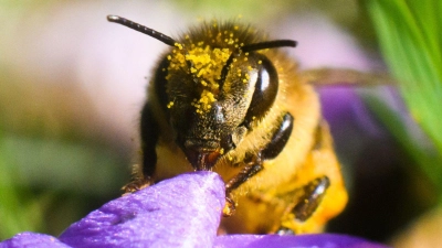 Frühe Tankstelle: Krokusse versorgen Bienen schon am Frühlingsanfang mit Pollen und Nektar. (Foto: Julian Stratenschulte/dpa/dpa-tmn)