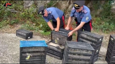 Den Einsatzkräften fiel der Kleintransport bei einer Verkehrskontrolle auf. (Foto: ---/Carabinieri Reggio Calabria/dpa)